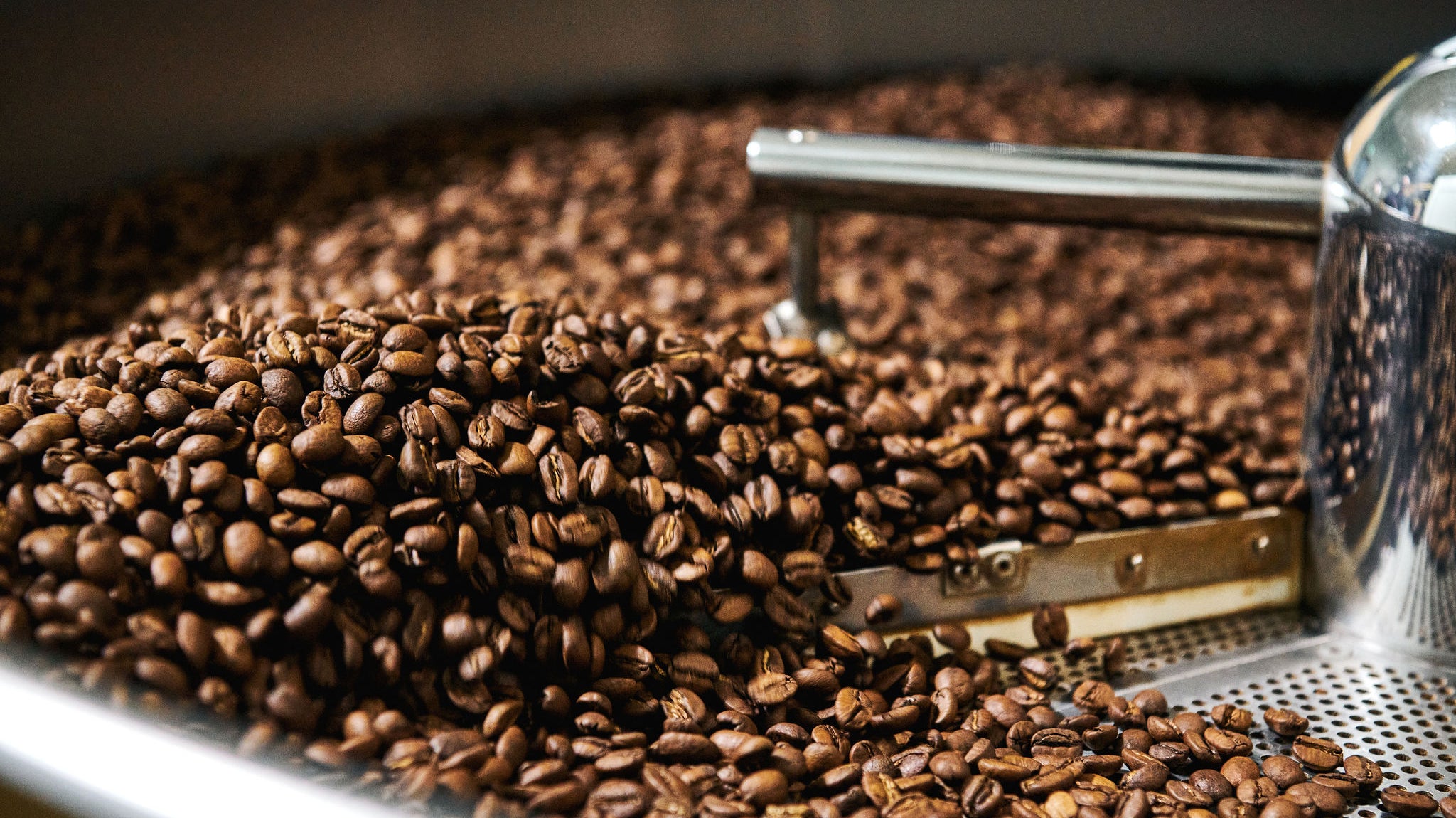 Torréfaction de café de spécialité dans un Probat