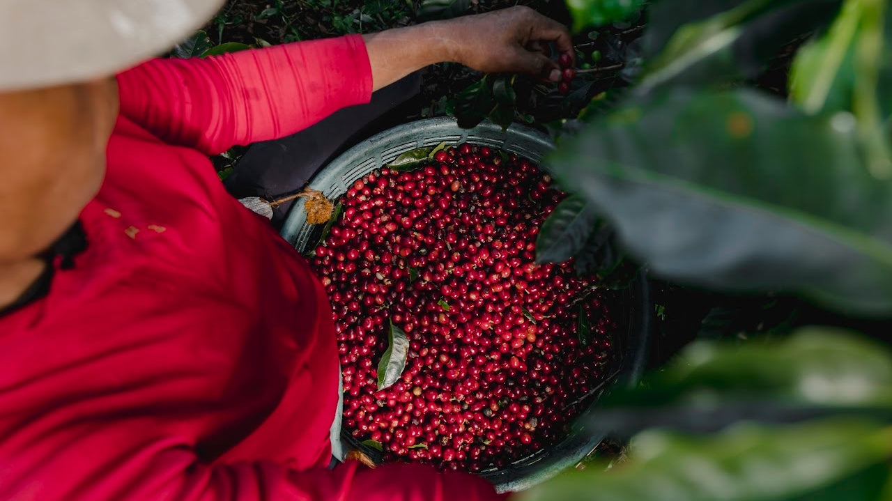 Café lavé, naturel ou miel : comment le traitement du café influence son goût