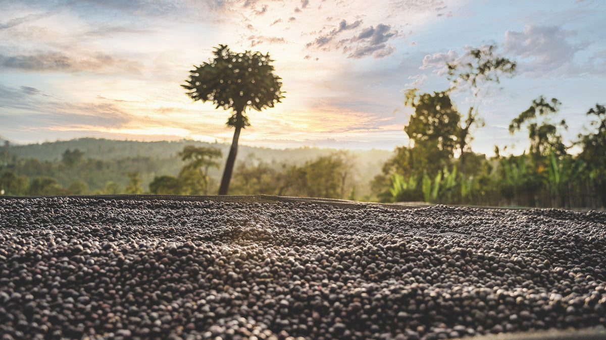Guide des pays producteurs de café : comprendre les origines pour mieux choisir