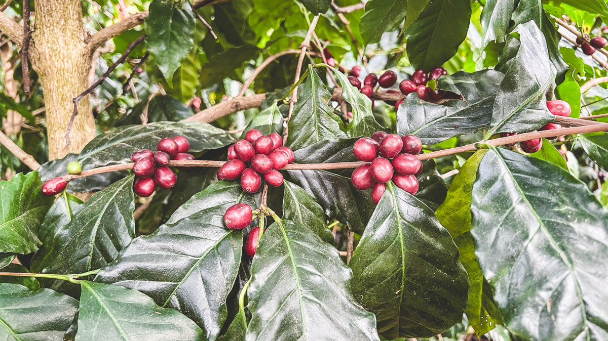 Cerise de café