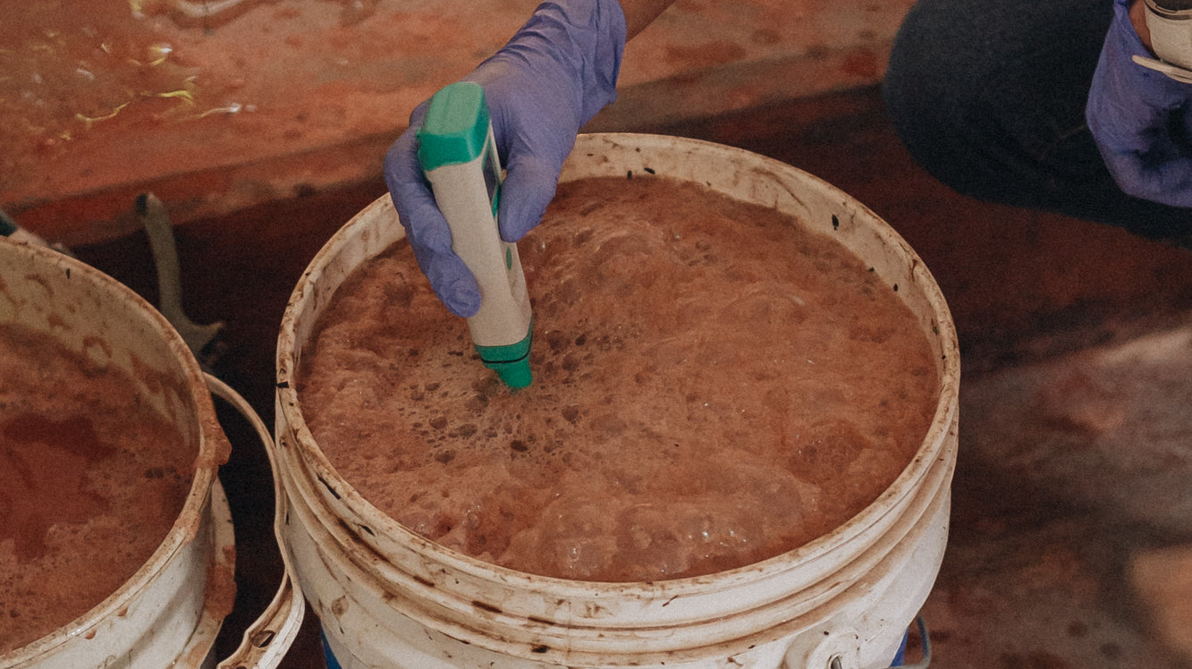 Prise de température lors d'une fermentation aérobique. Photo fournie par Carolina Ramirez