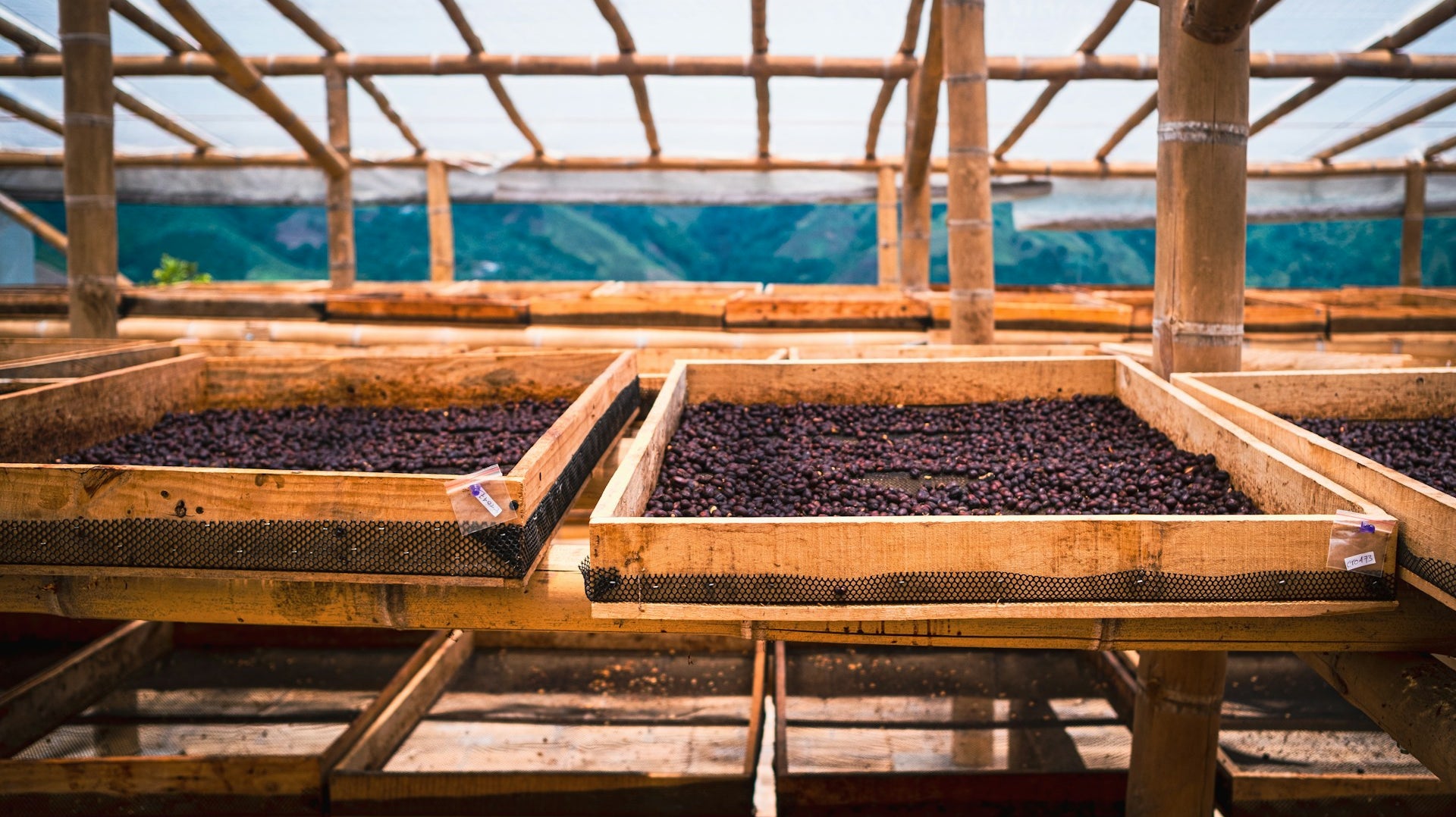 Café naturel en train de séché sur lit africain