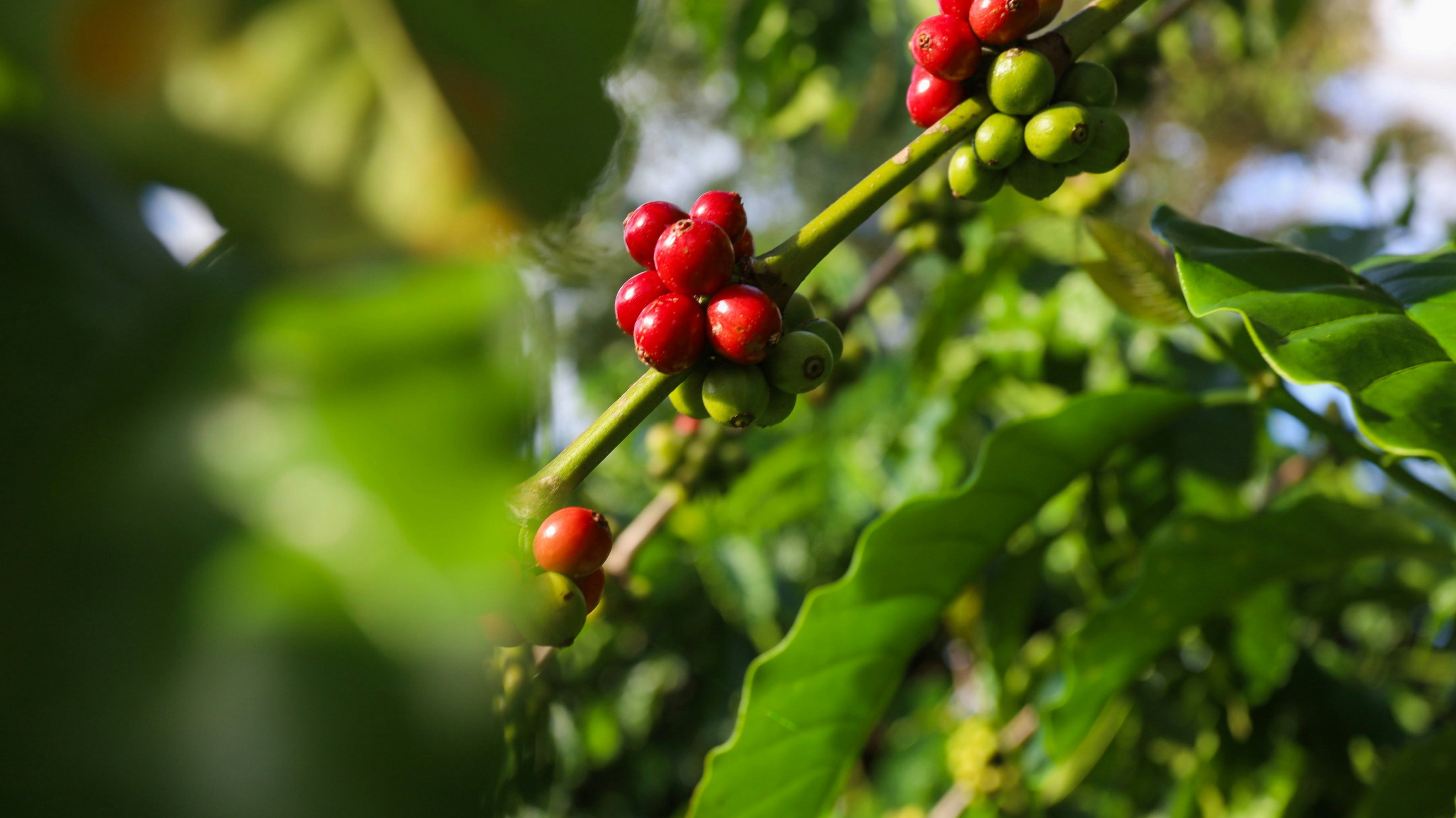 Café de spécialité en cerise sur la ferme