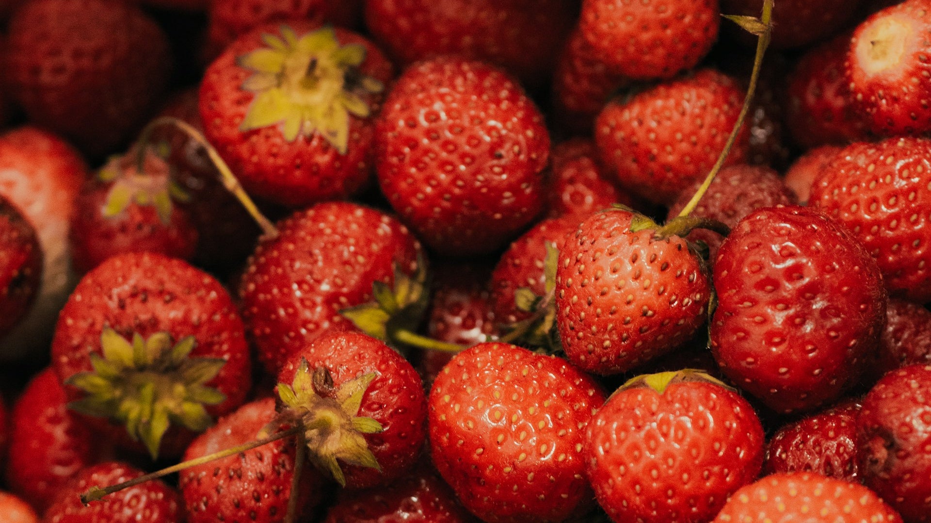 Nombreuses fraises rouges et prêtes à manger