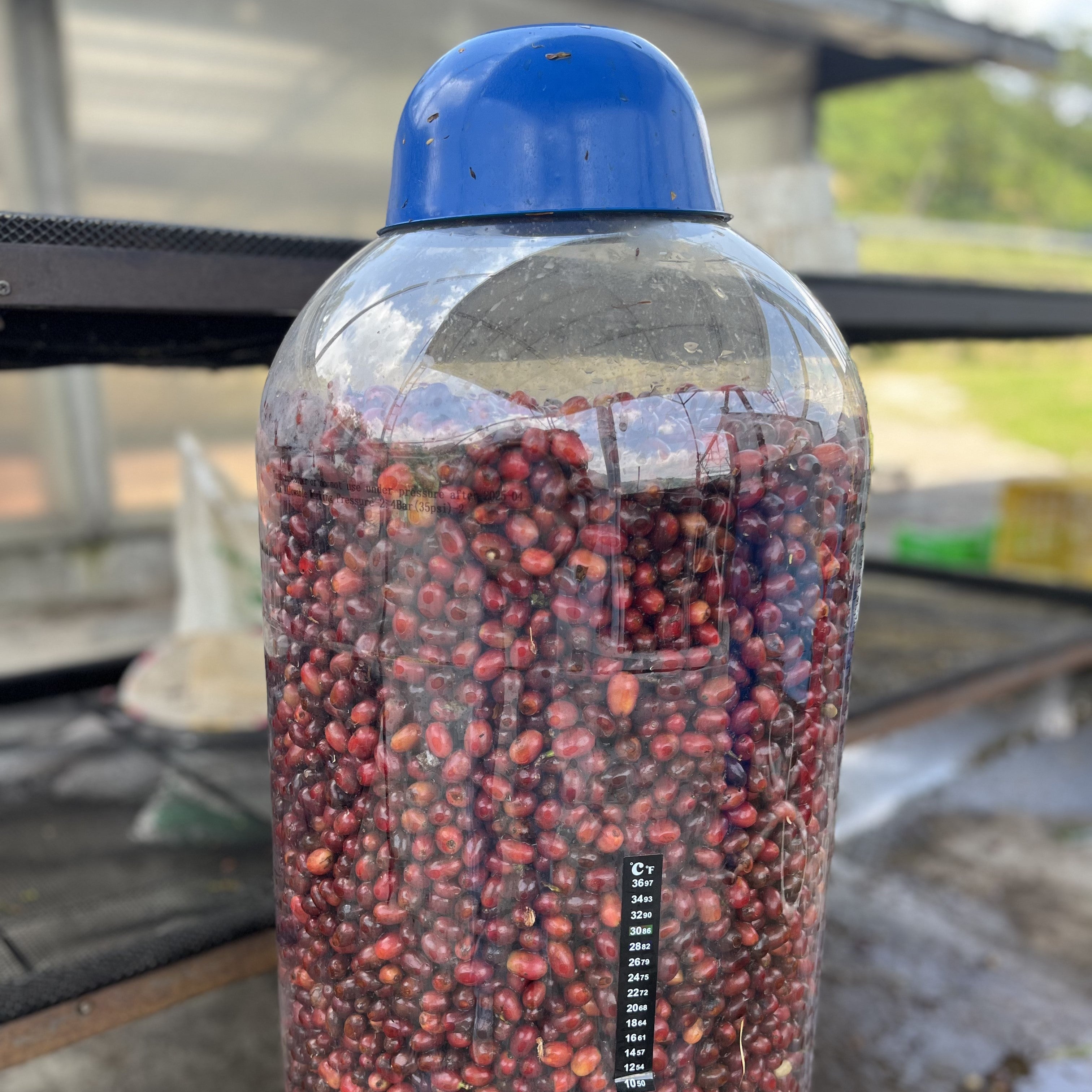 Cerises de café en cuve de macération carbonique