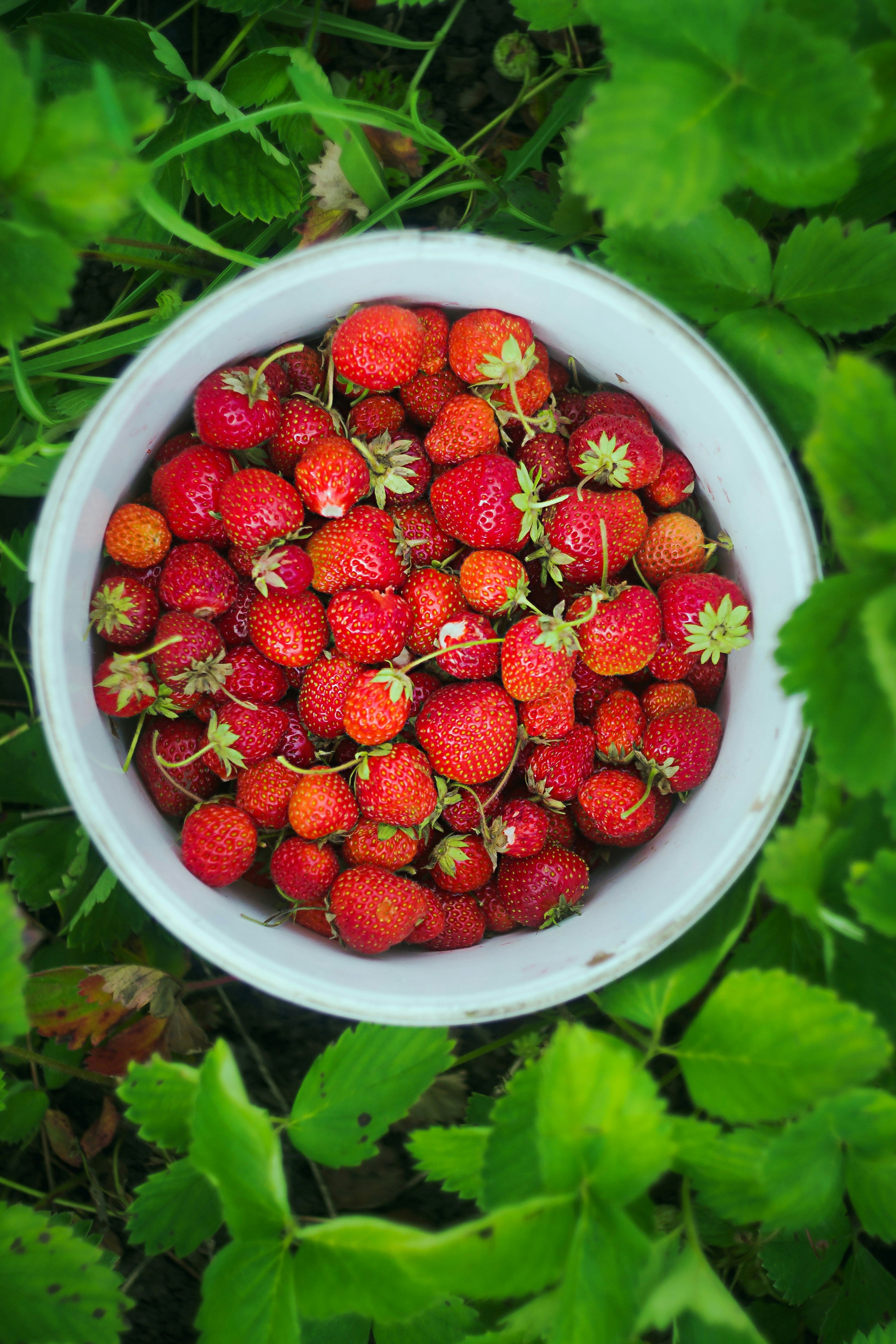 Fraises dans un sceau fraîchement récoltées