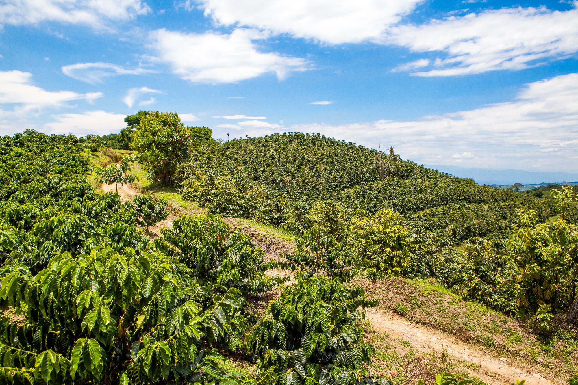 Elias et Shady Bayters - El Vergel