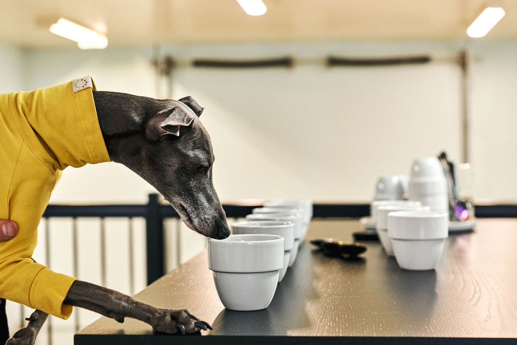 Siméon qui déguste des cafés de spécialités de 94 celcius