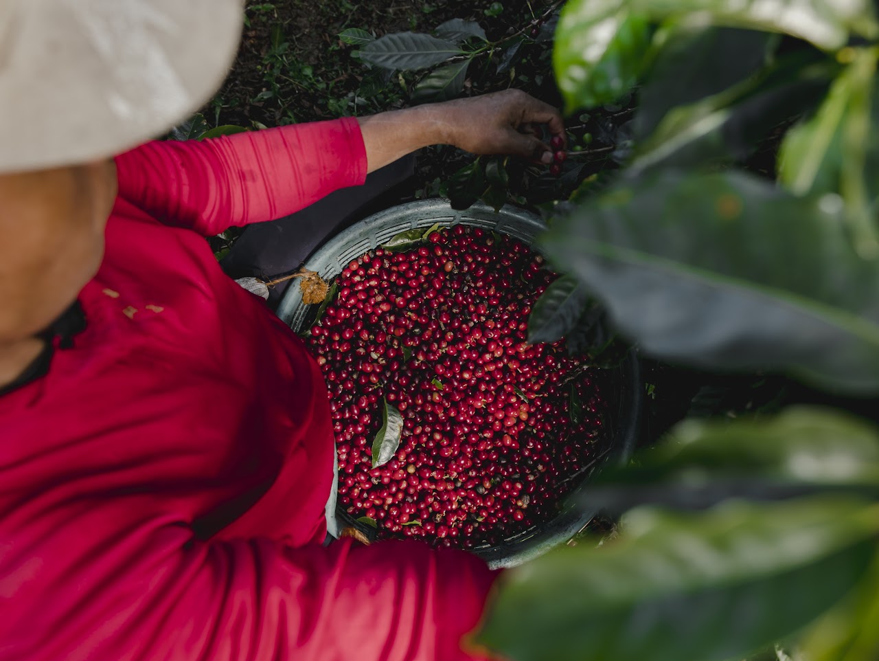 Café lavé, naturel ou miel : comment le traitement du café influence son goût
