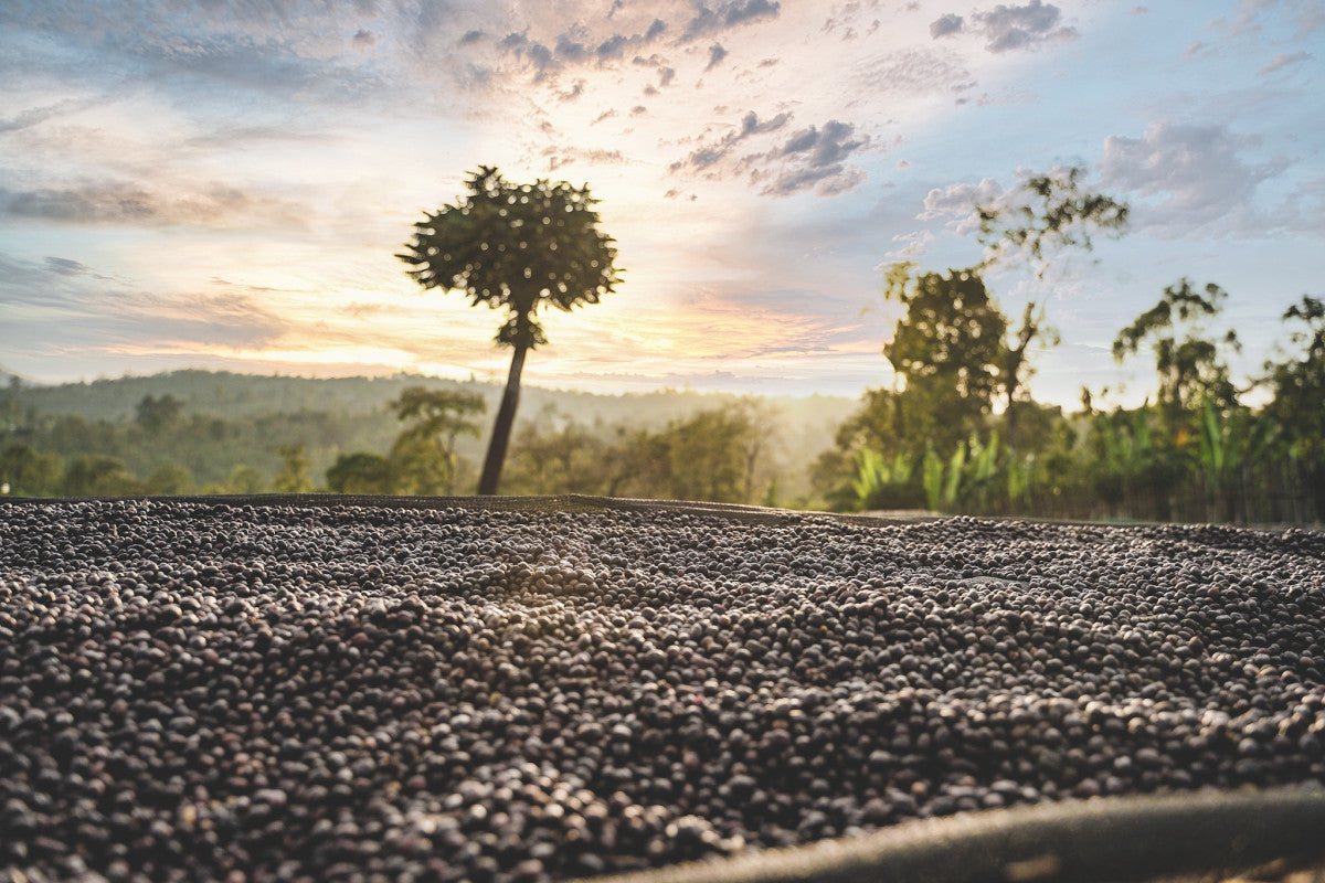 Guide des pays producteurs de café : comprendre les origines pour mieux choisir