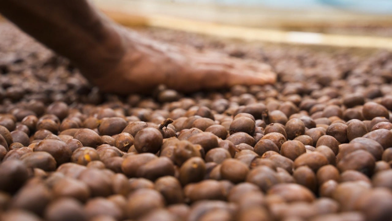 Cerise de café de spécialité naturel