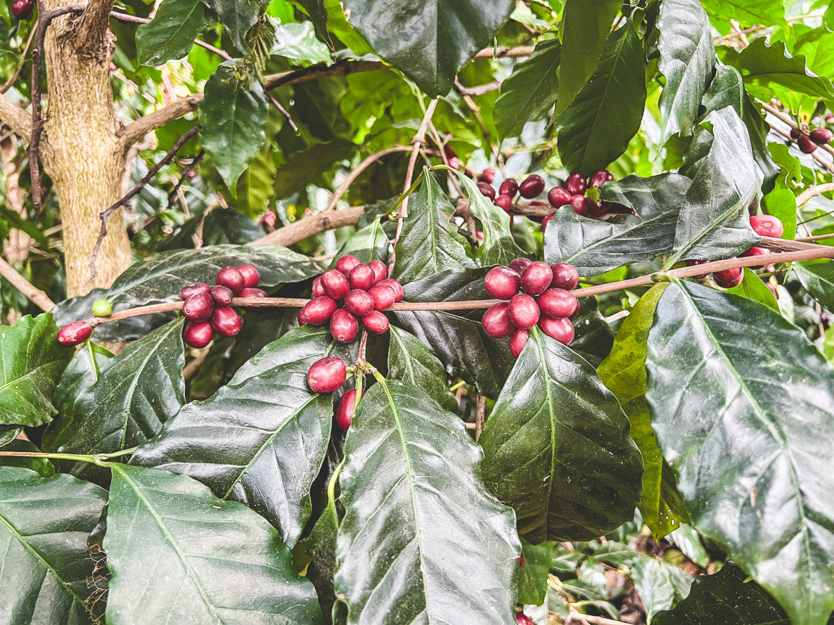Cerise de café 