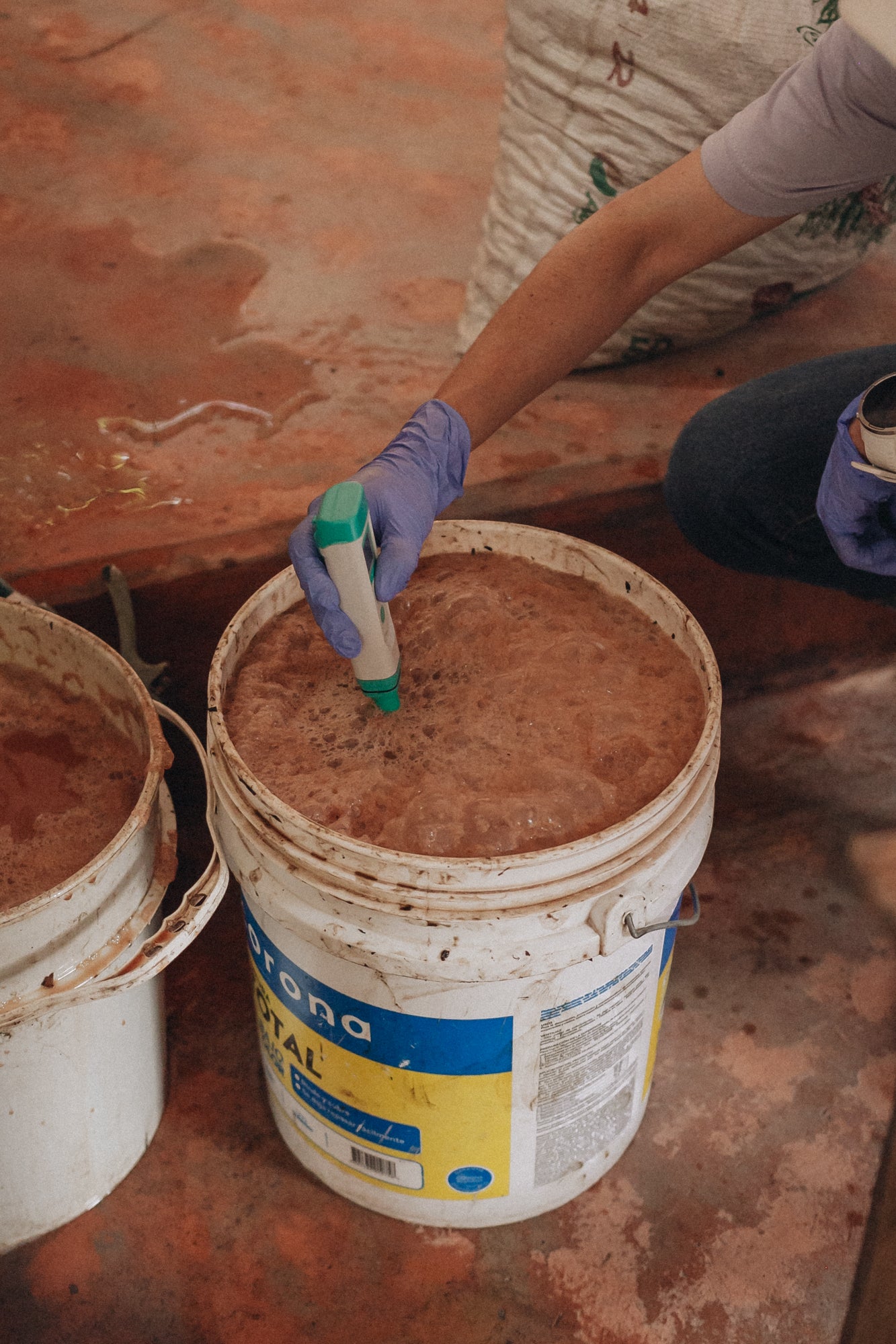 Prise de température lors d'une fermentation aérobique. Photo fournie par Carolina Ramirez
