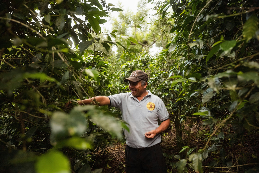 Producteur de café dans sa ferme 