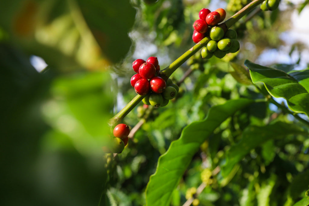 Café de spécialité en cerise sur la ferme