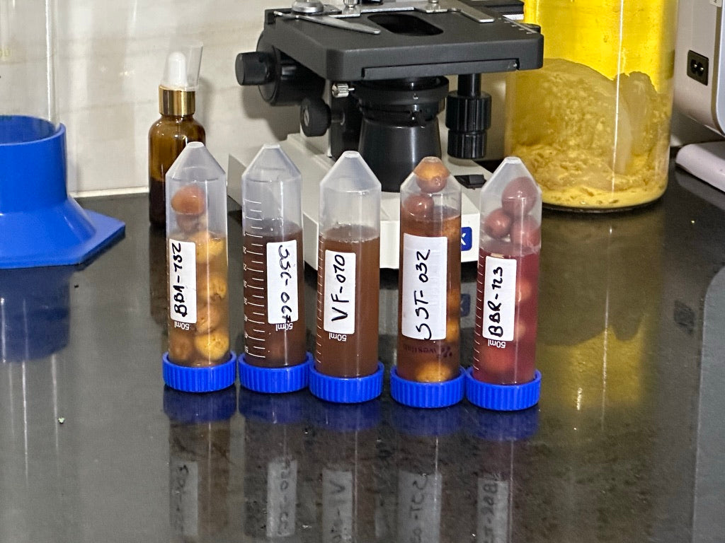 Tubes à essai contenant des cerises de café et des cultures de levures