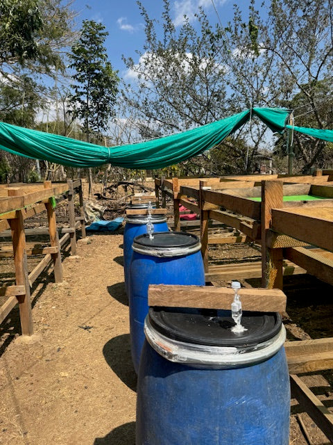 Fermentation submergé naturel guatemala