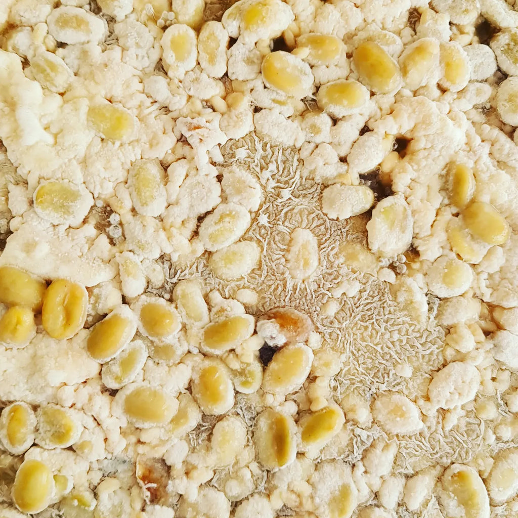 Gros plan sur le développement de champignons de Koji sur des grains de café