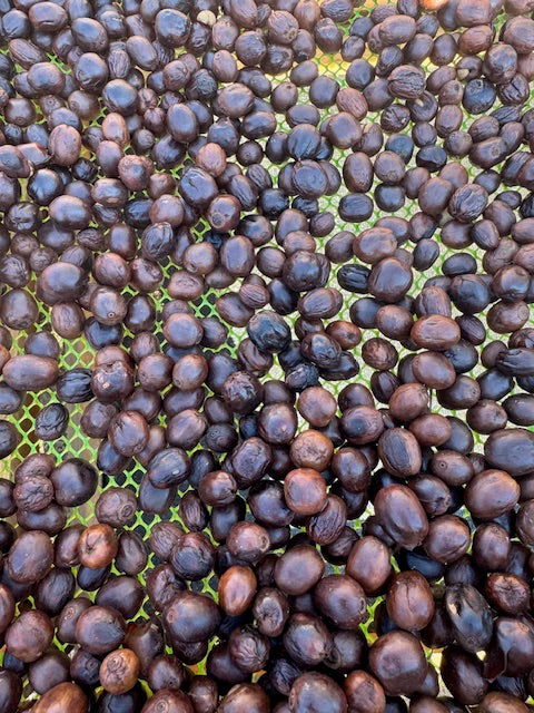 Grain de café au séchage