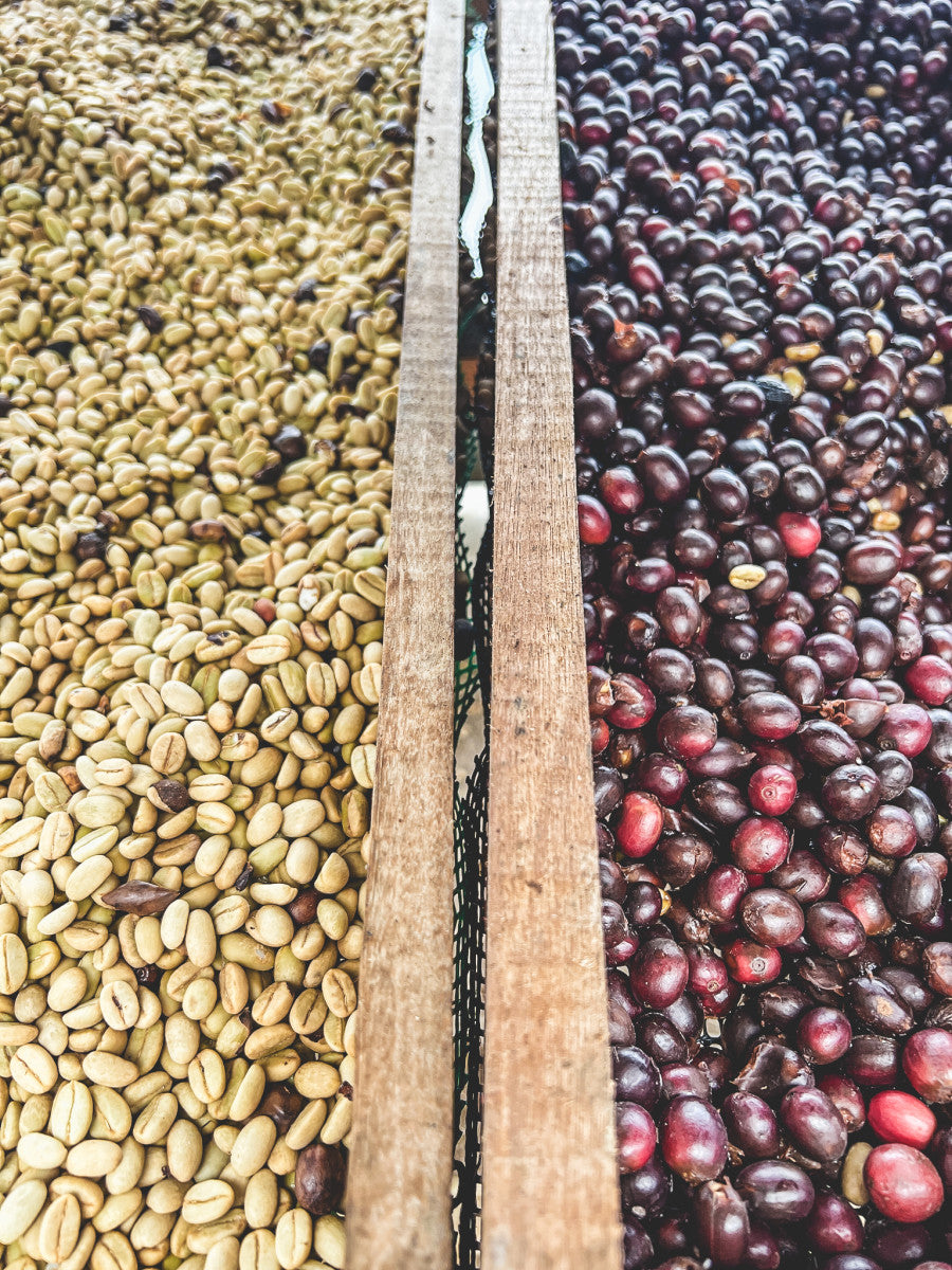 Grains de café en train de sécher à côté de cerises de café entières