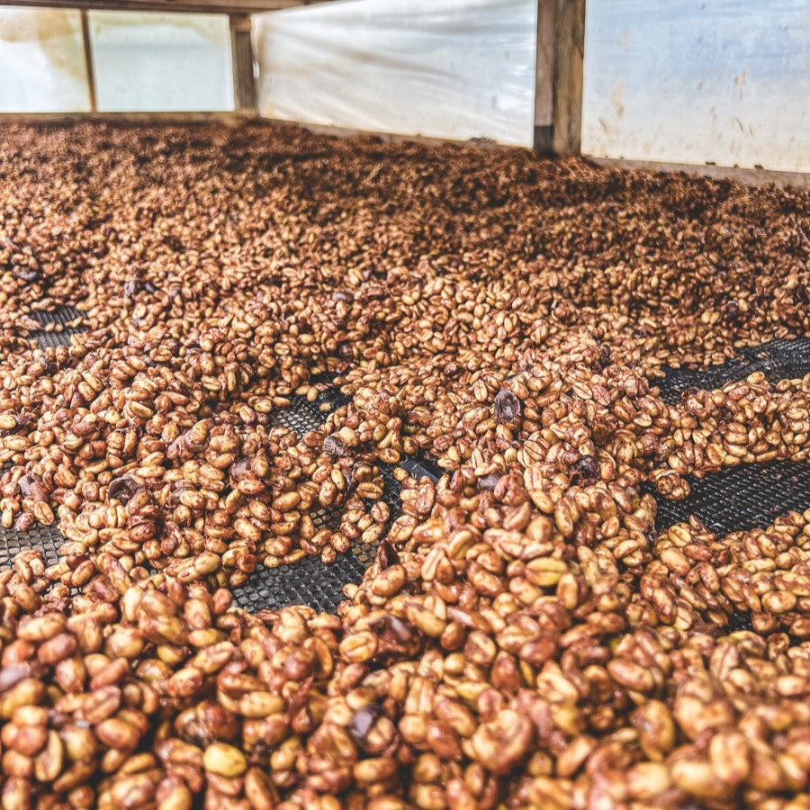 Coffee Pulp Tea Coffee pulping processes