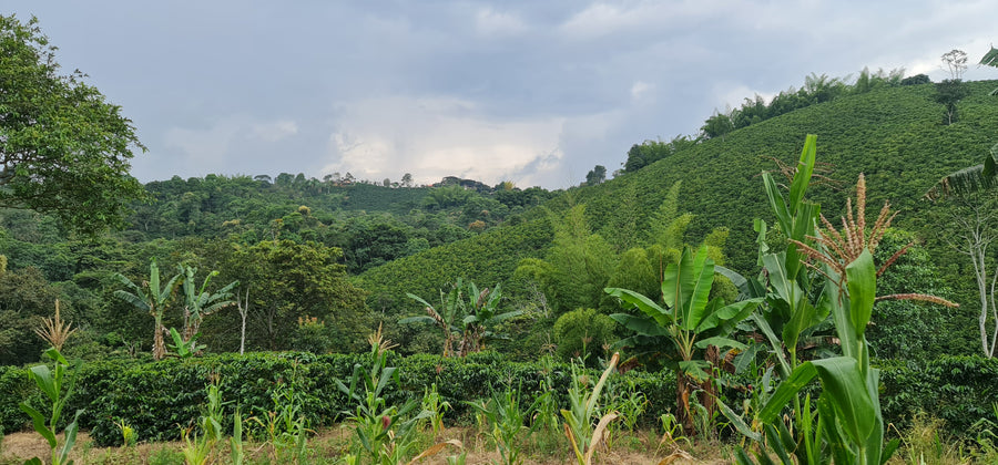 Paysage d'une plantation de caféiers