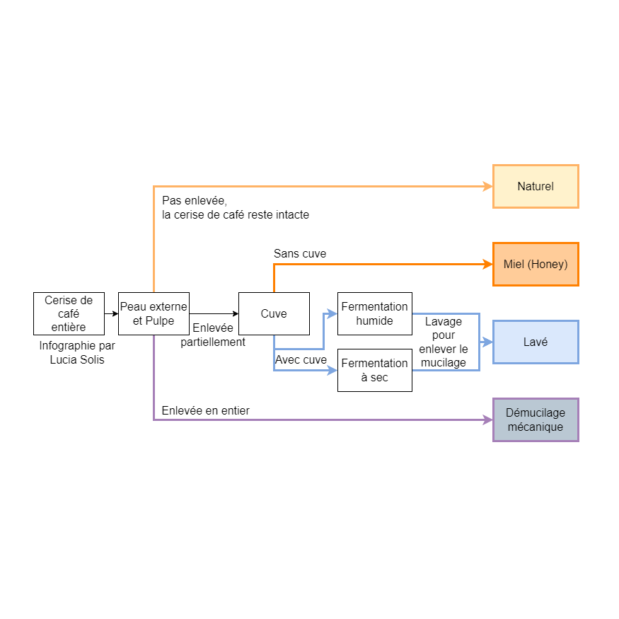 Diagrame représentant les étapes du processus de dépulpage de la cerise de café pour obtenir le grain de café vert