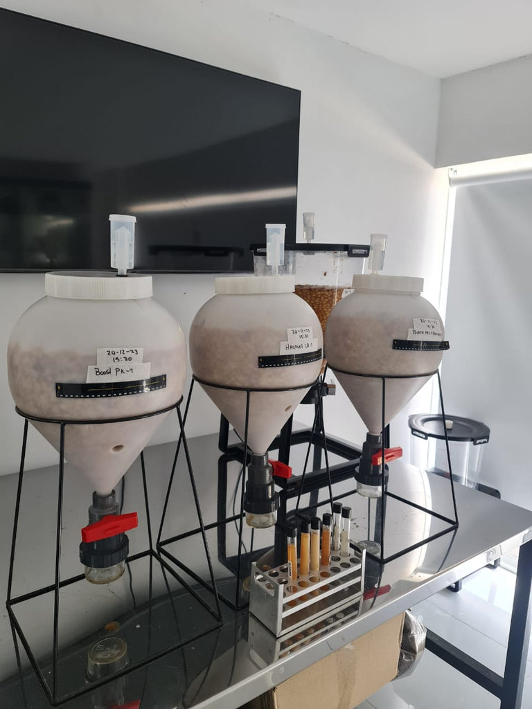 Laboratoire d'expérimentation pour le traitement des cerises de café avec des petites cuves