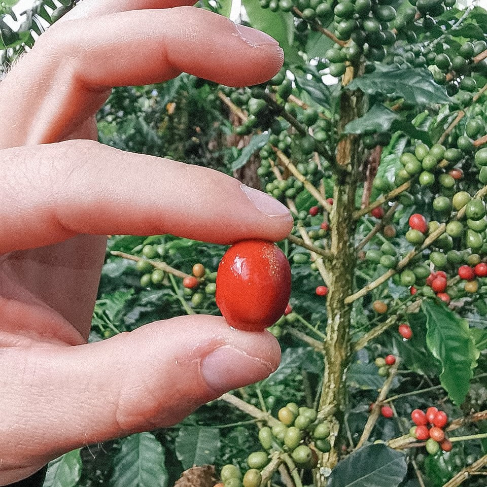 Une main tient une cerise de café mure