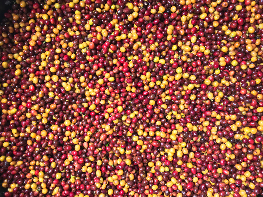 Cerise de café jaune et rouge