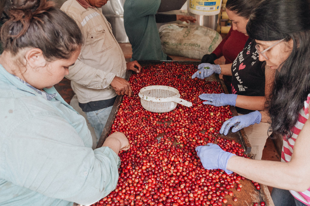 Triage des cerises de café pour éliminer les défauts.