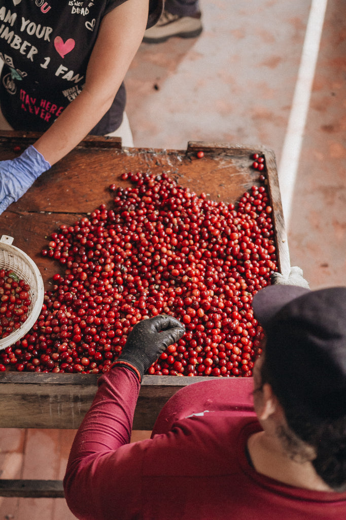 Cerise de café naturel