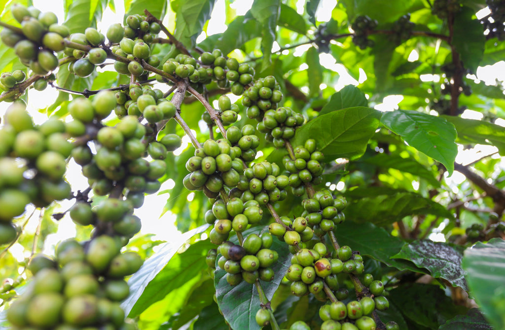 Café vert sur plant mature de robusta