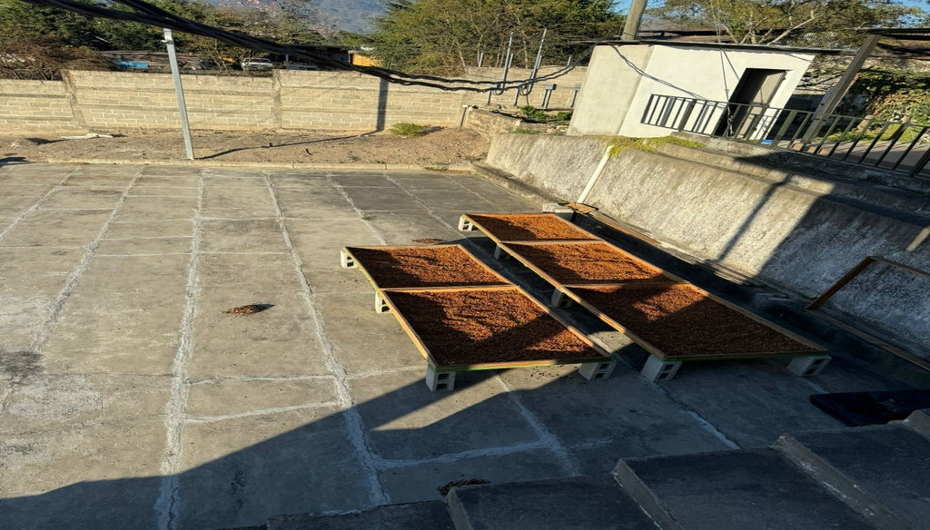 Ferme de café du guatemala avec lit de séchage superposé