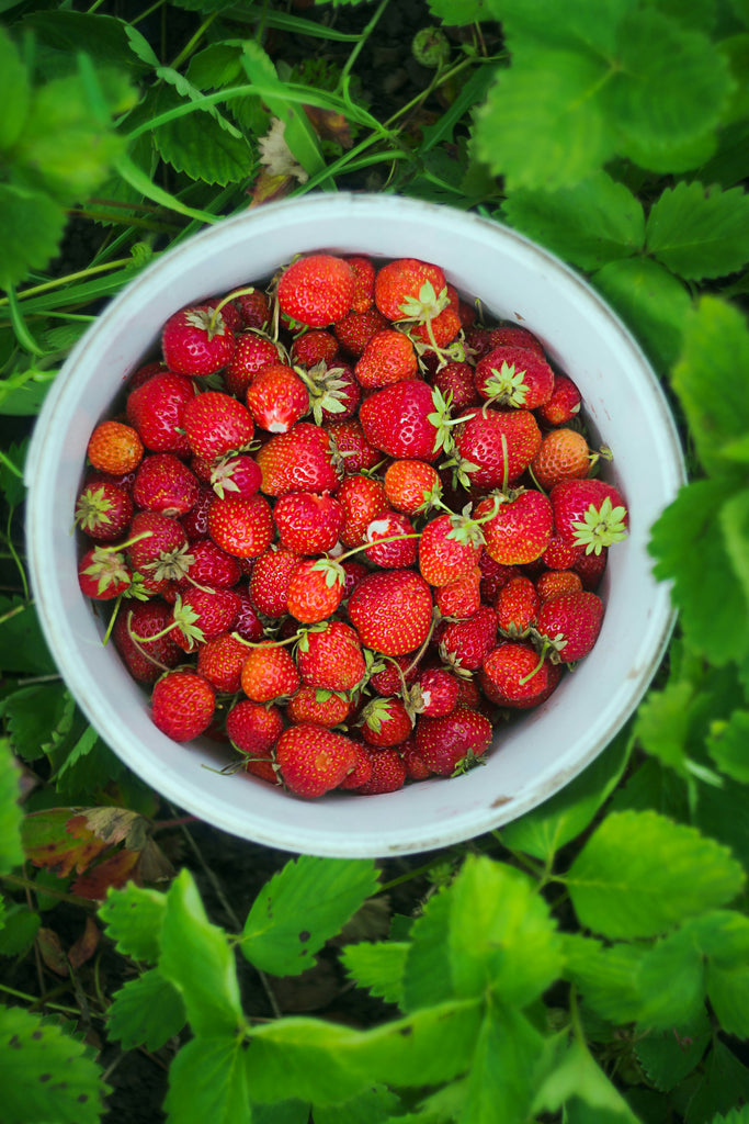 Fraises dans un sceau fraîchement récoltées