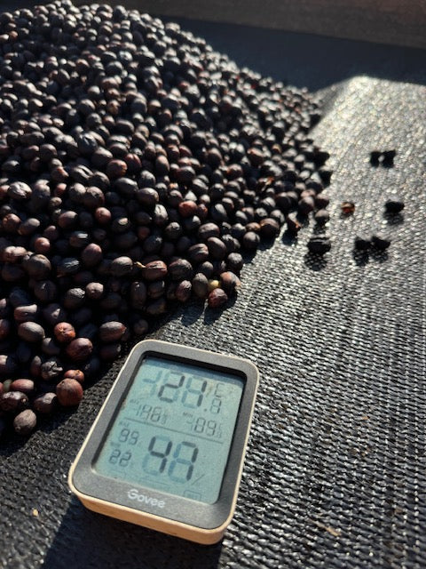 Prise de températures de cerises de café lors d'un processus naturel