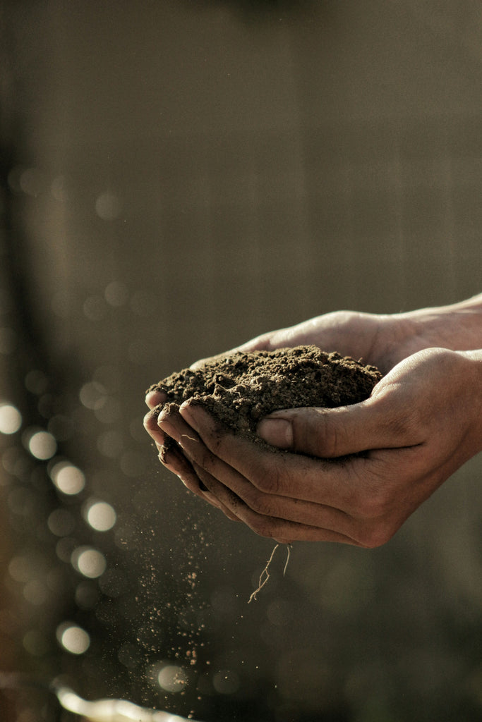 Marc de café dans la main prête a être composté dans le jardin