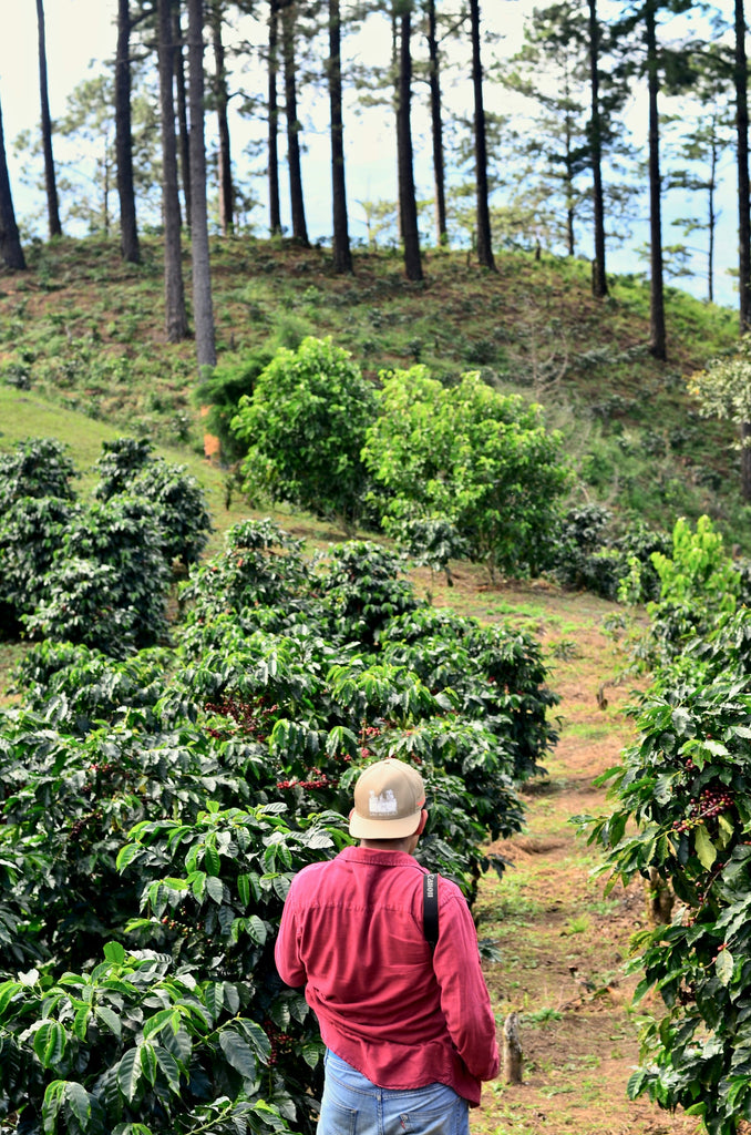 Producteur de café au Guatemala